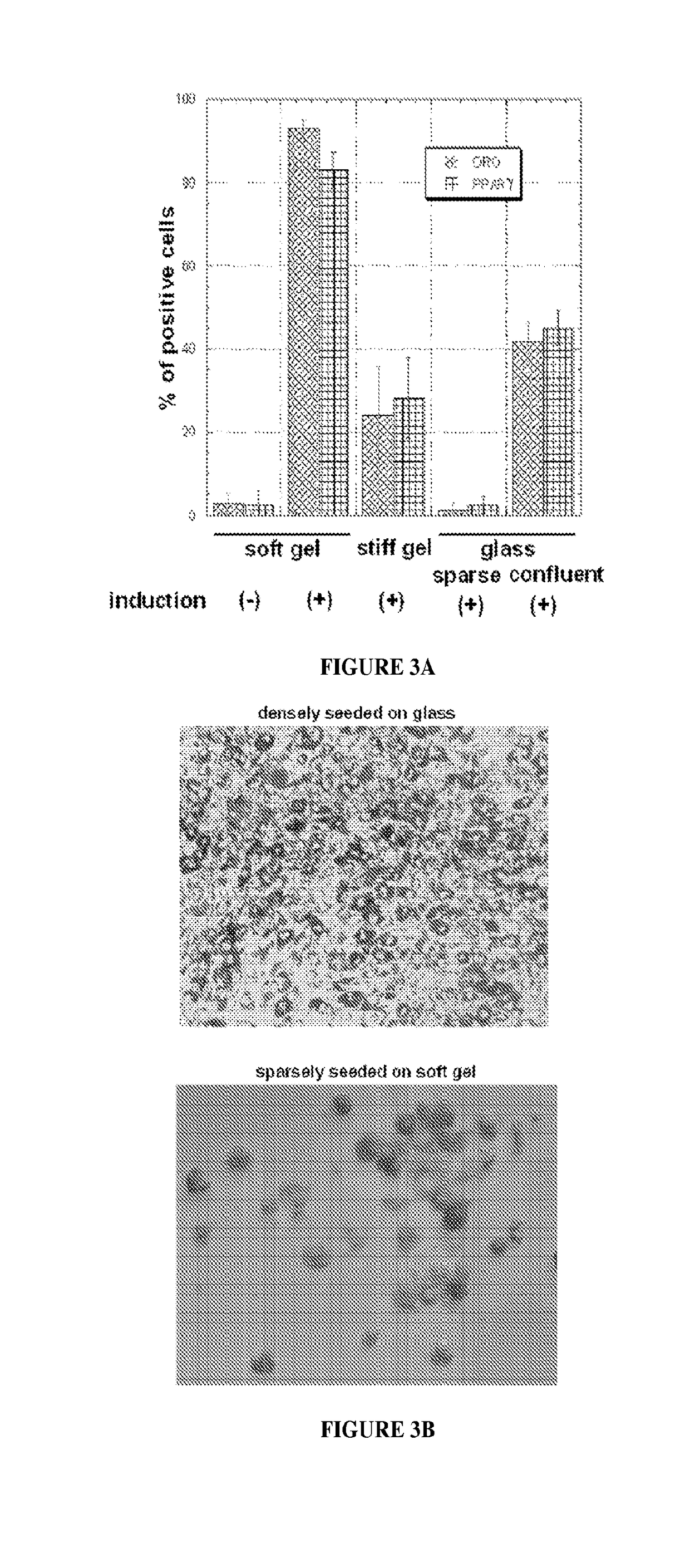 Low rigidity gels for MSC growth modulation