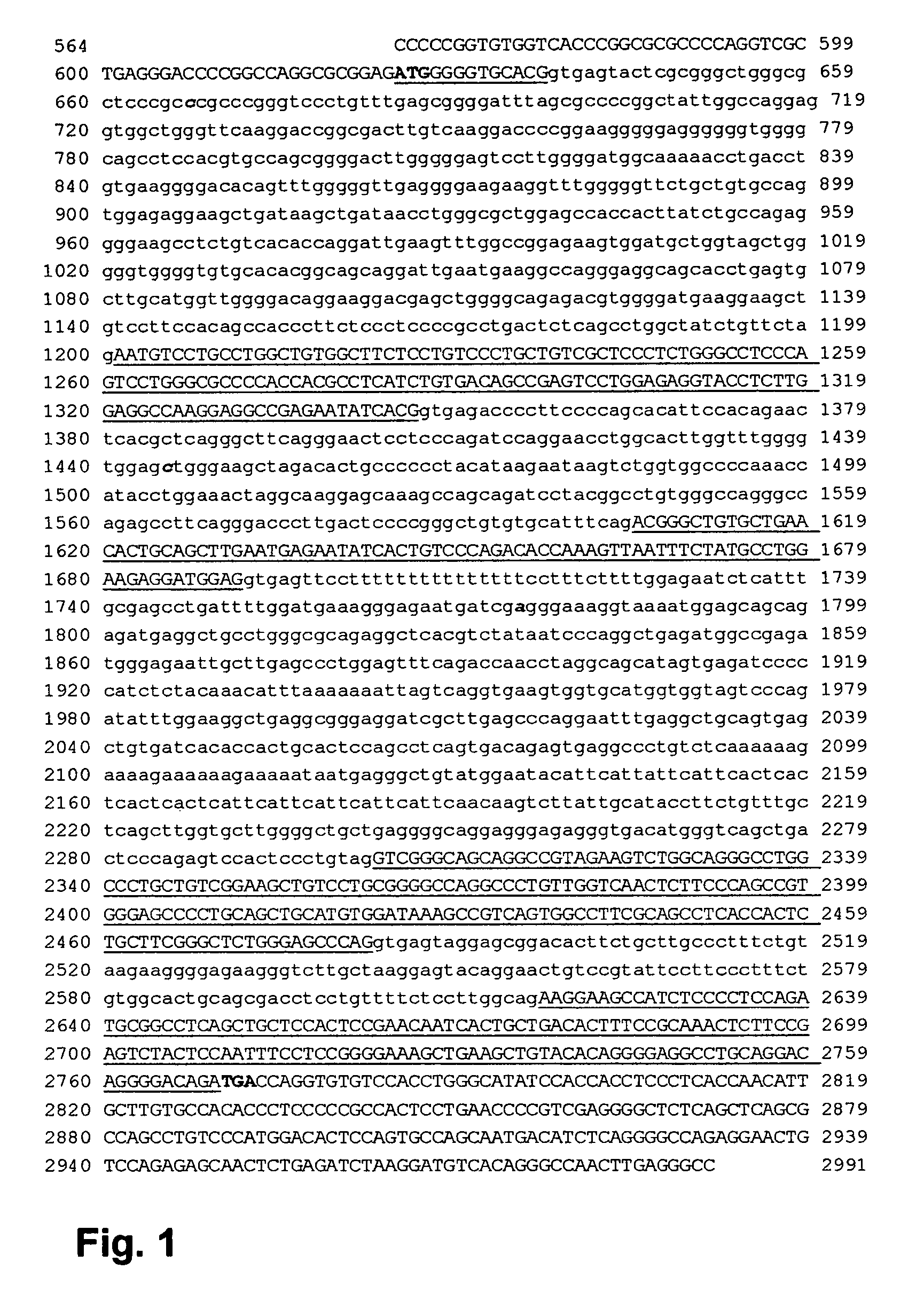 High level expression of recombinant human erythropoietin having a modified 5'-UTR