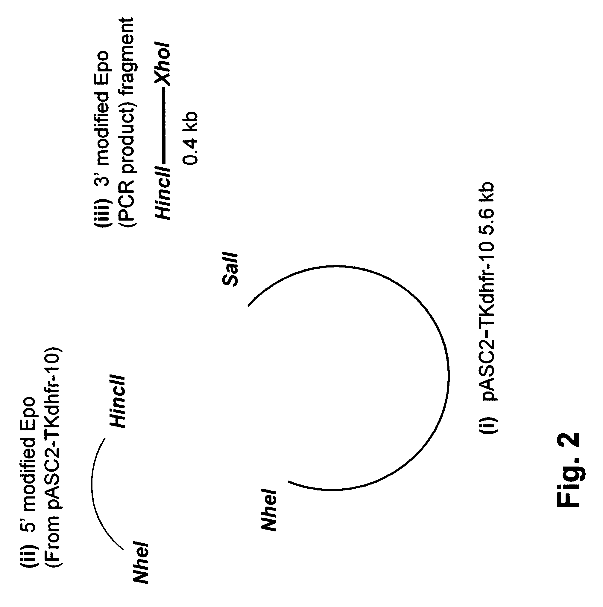 High level expression of recombinant human erythropoietin having a modified 5'-UTR