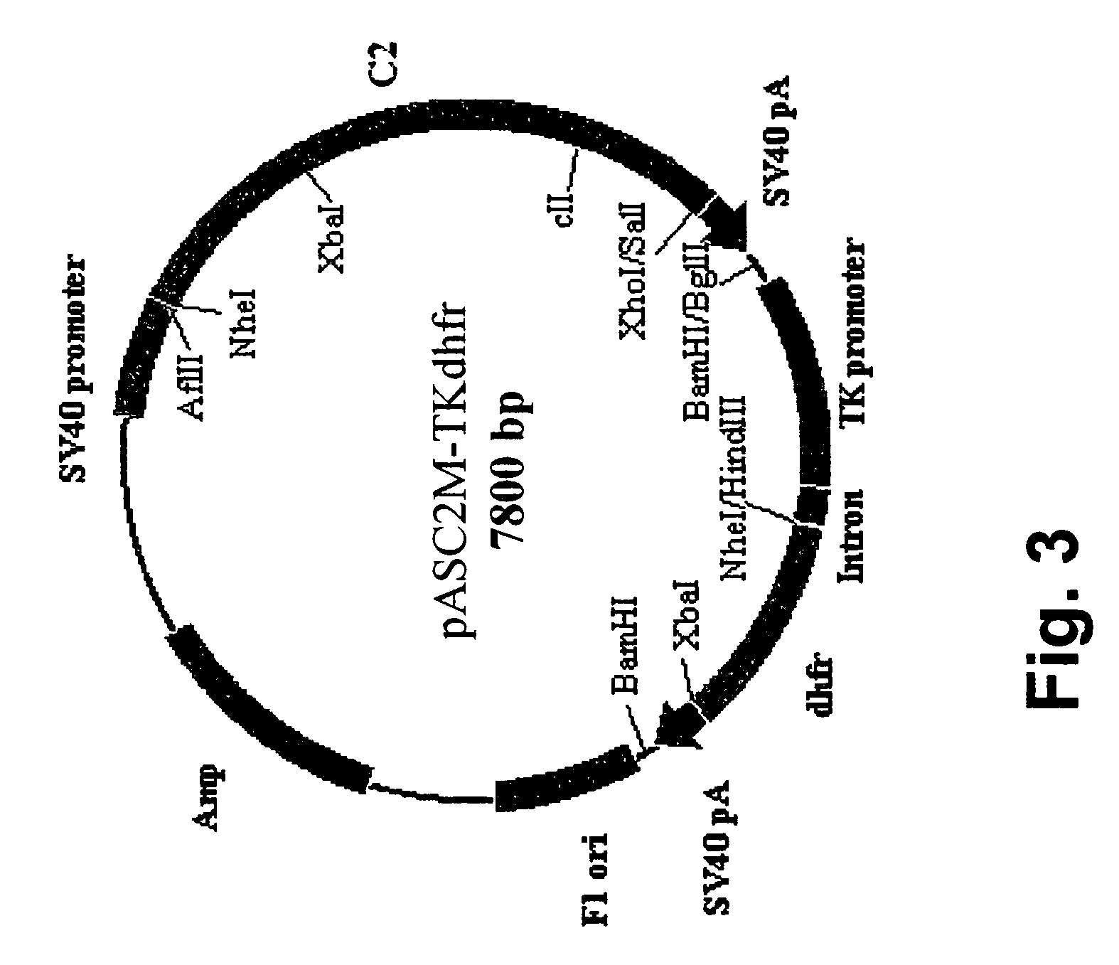 High level expression of recombinant human erythropoietin having a modified 5'-UTR