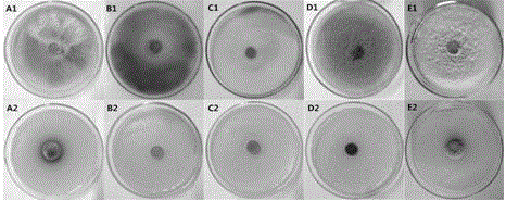 Bacillus subtilis CF-3 and culture method thereof