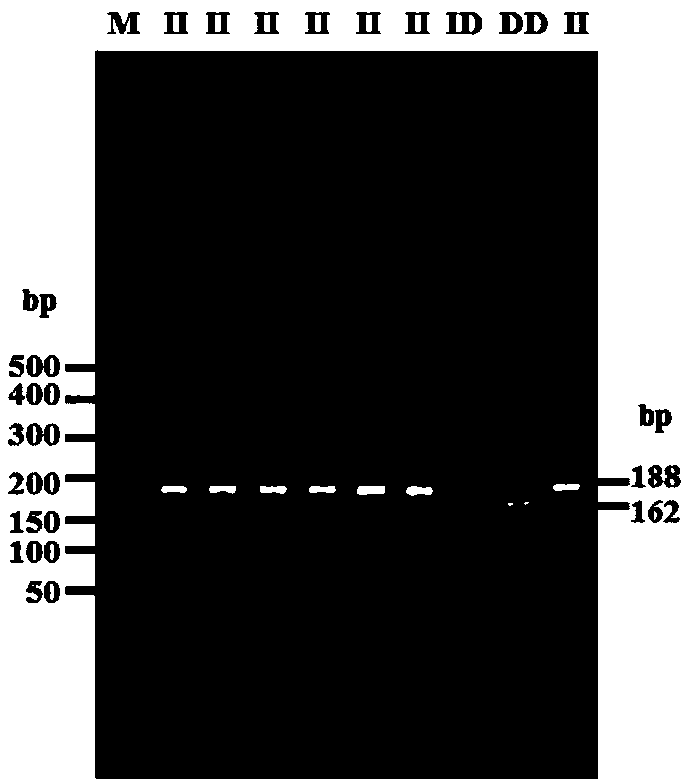 Method for detecting goat CTNNB1 gene insertion/deletion and application thereof