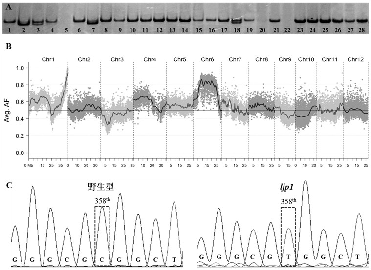 Application of gene LJP1 for controlling growth period of rice