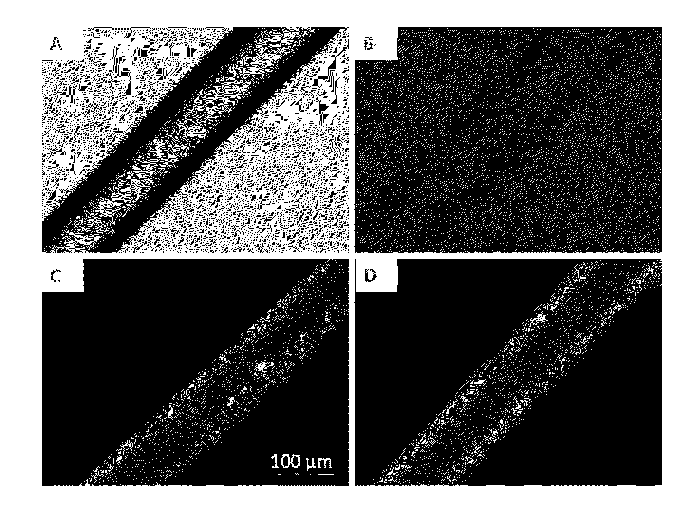 Nanoparticles comprising esters of poly (methyl vinyl ether-co-maleic anhydride) and uses thereof