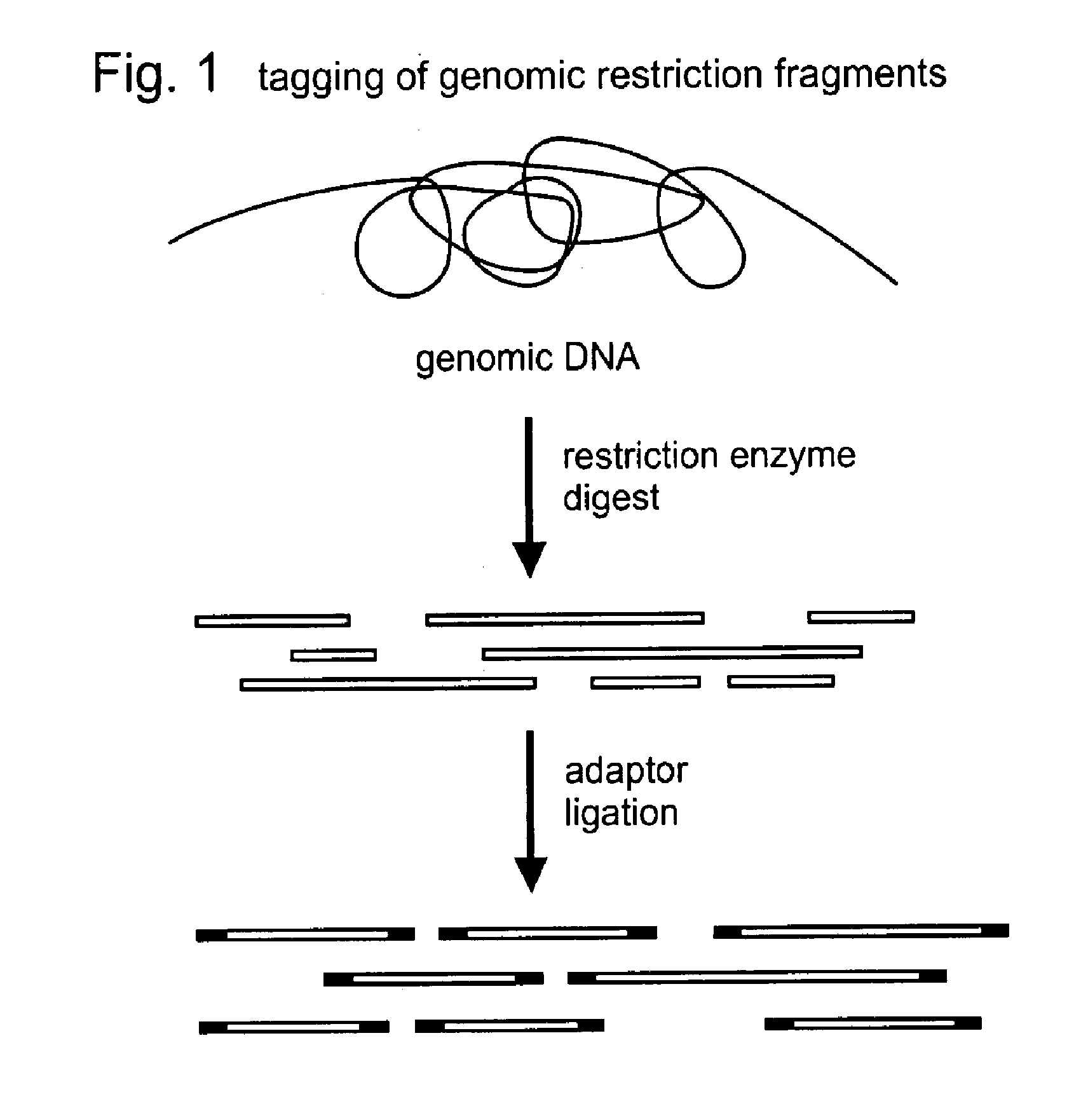 Selective restriction fragment amplification: fingerprinting