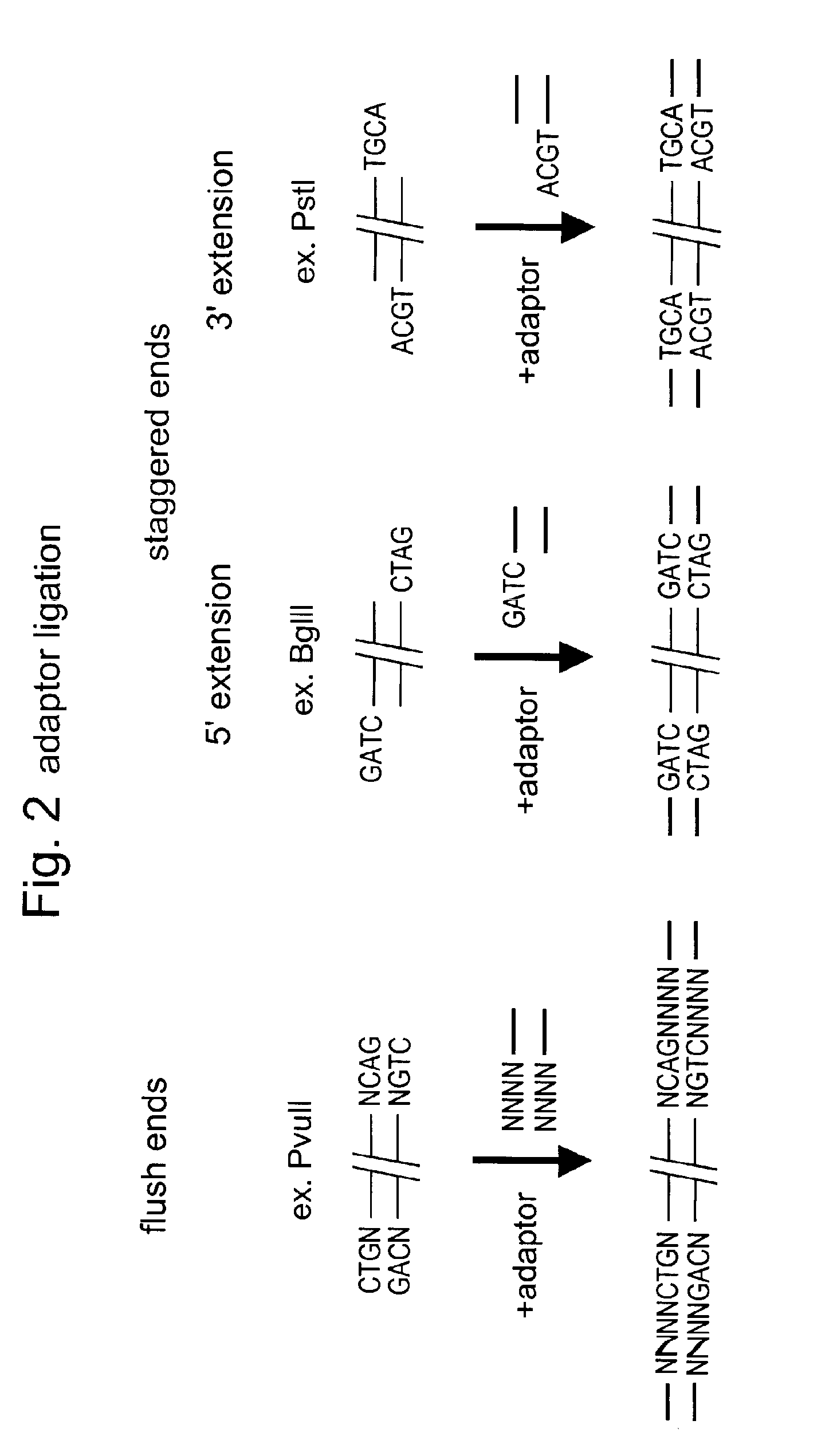 Selective restriction fragment amplification: fingerprinting