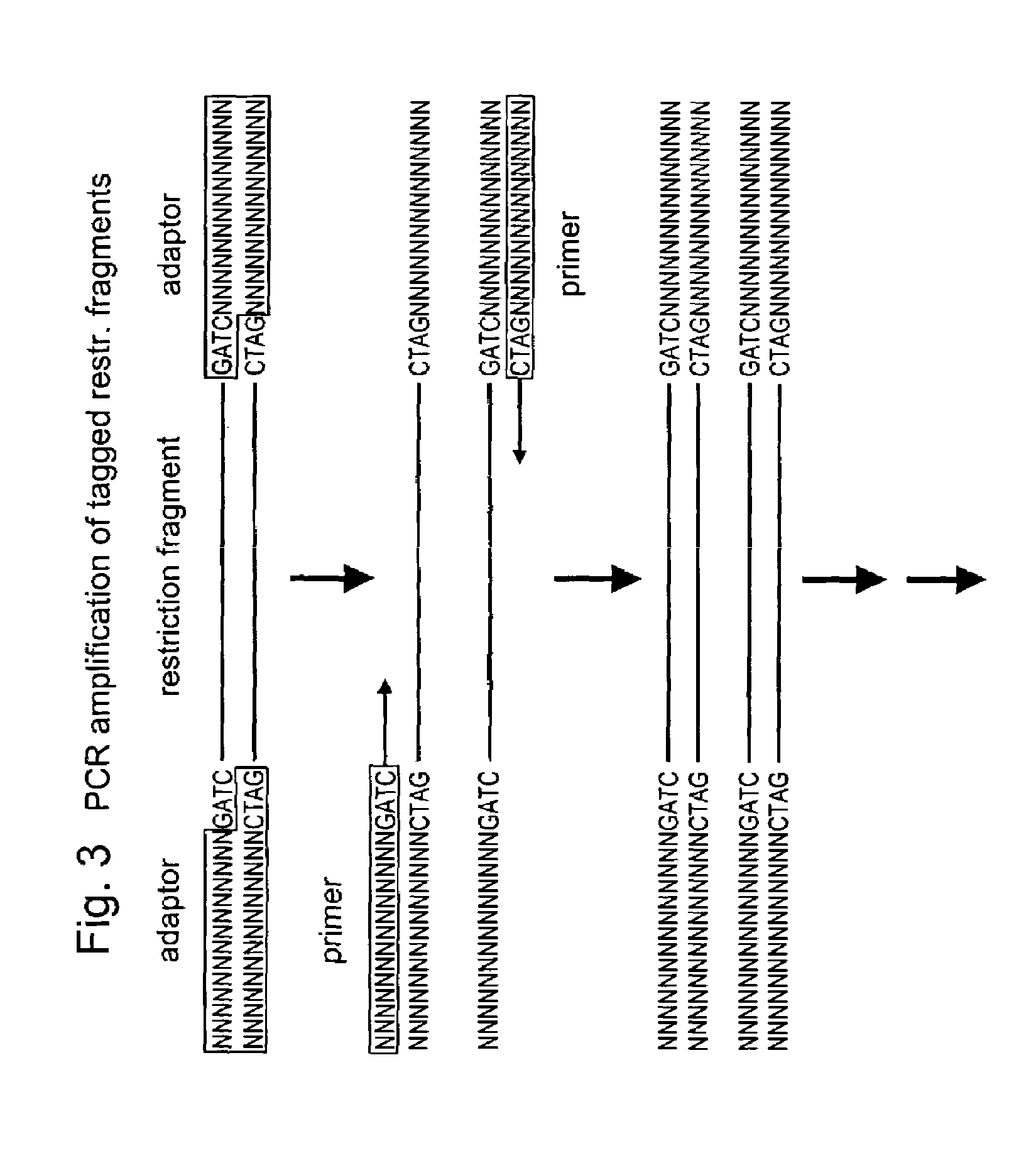 Selective restriction fragment amplification: fingerprinting