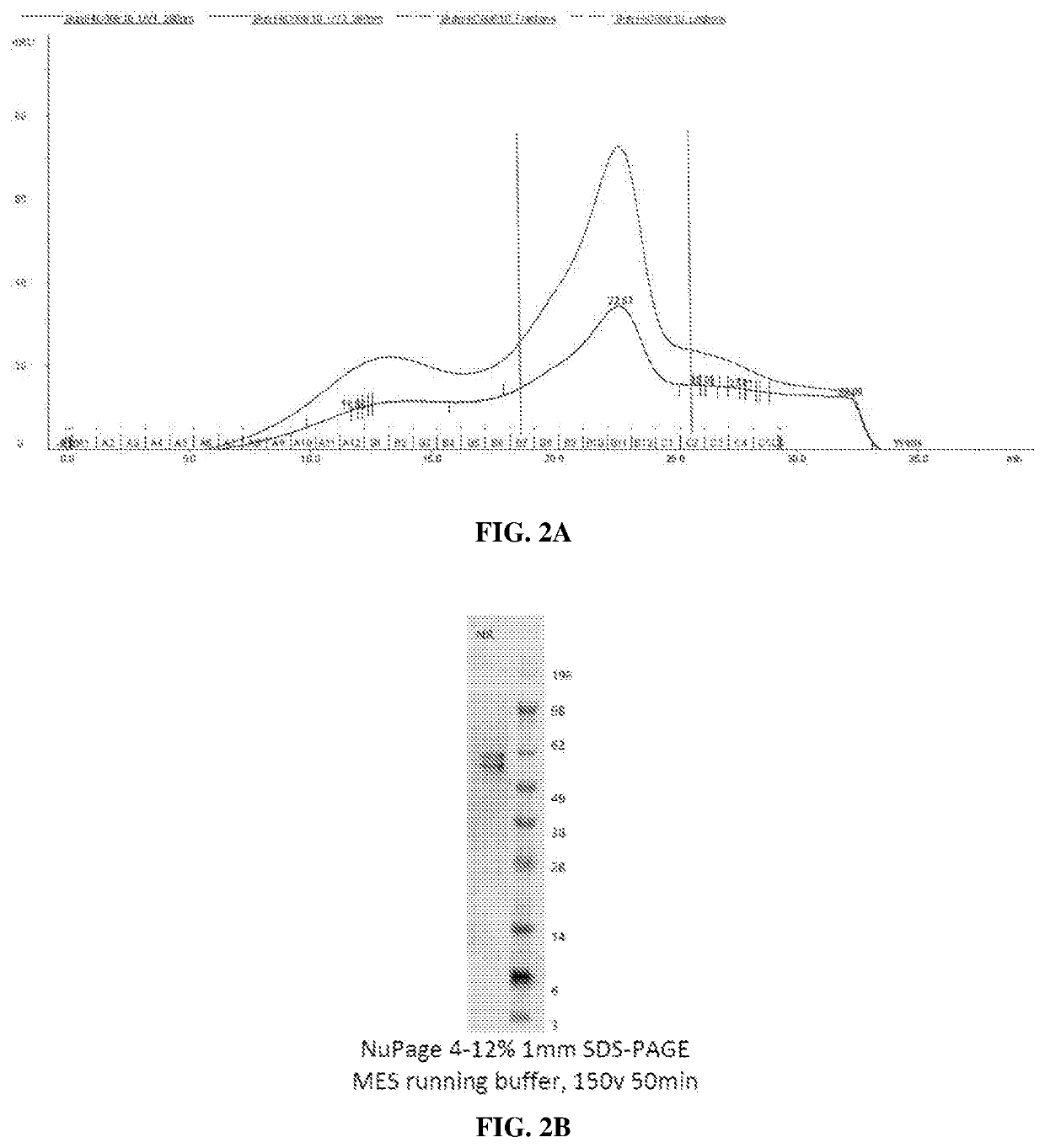 Muscle-targeting complexes and uses thereof