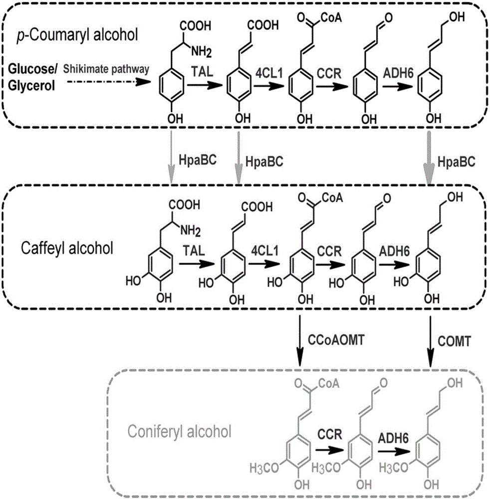 Method for heterologous biosynthesis of tonquinol, caffeol and ferulenol