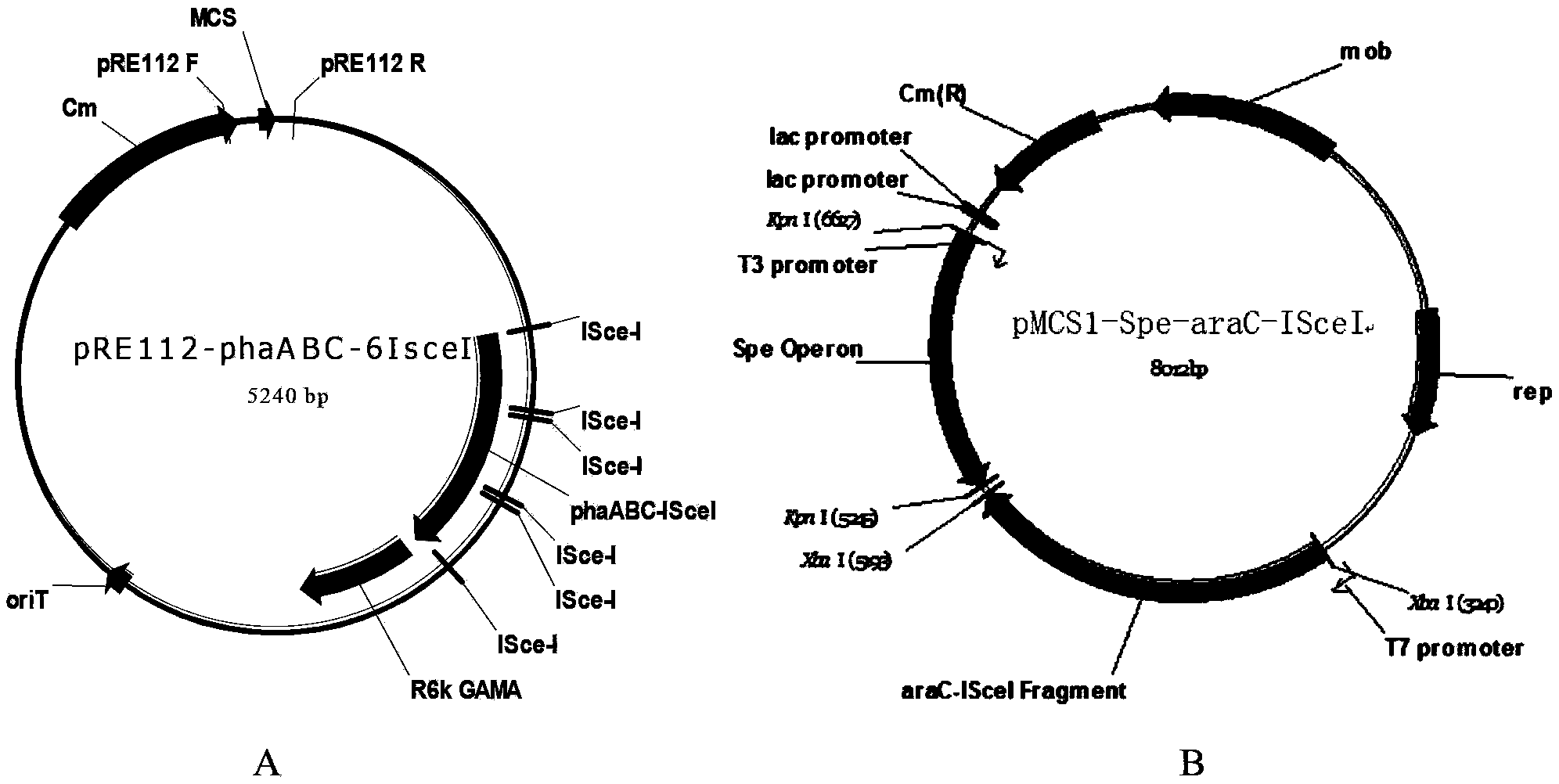 Construction and application of polygene knockout strain of Halomonas sp. TD01