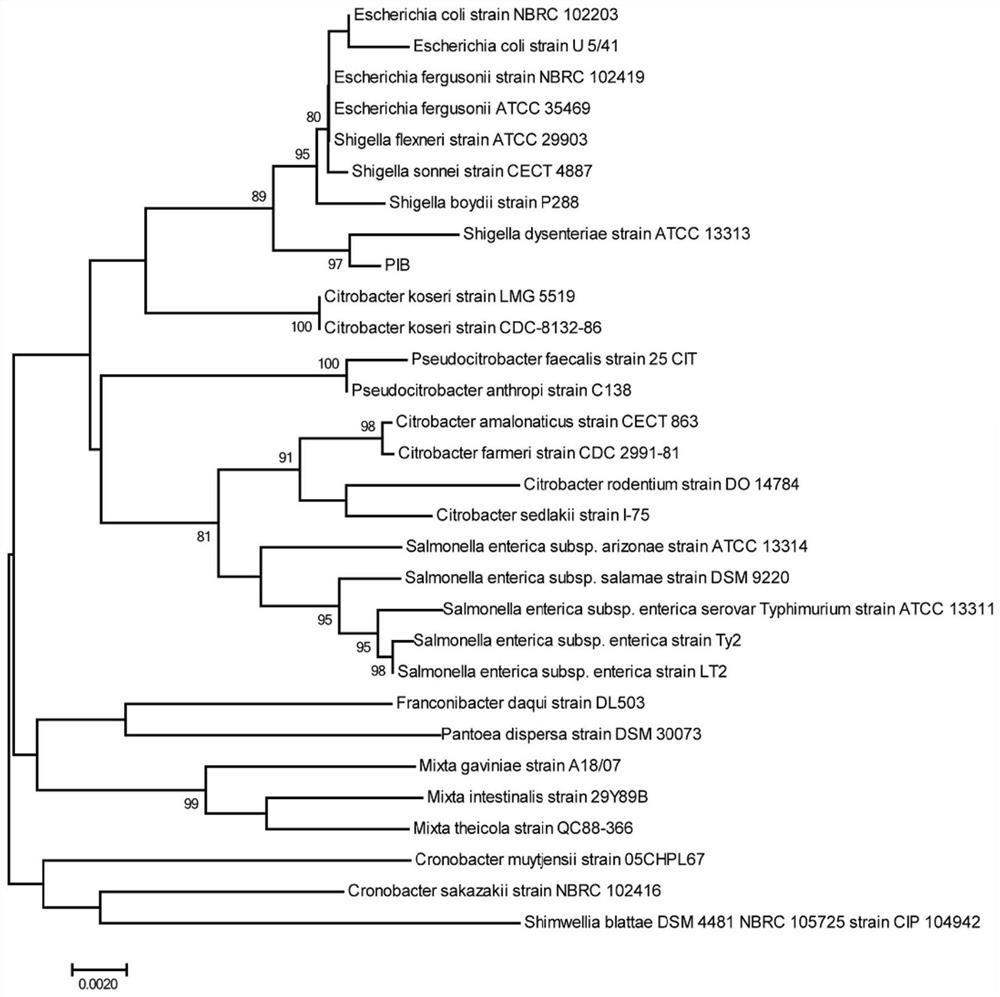 Constipation pathogenic bacteria and application thereof