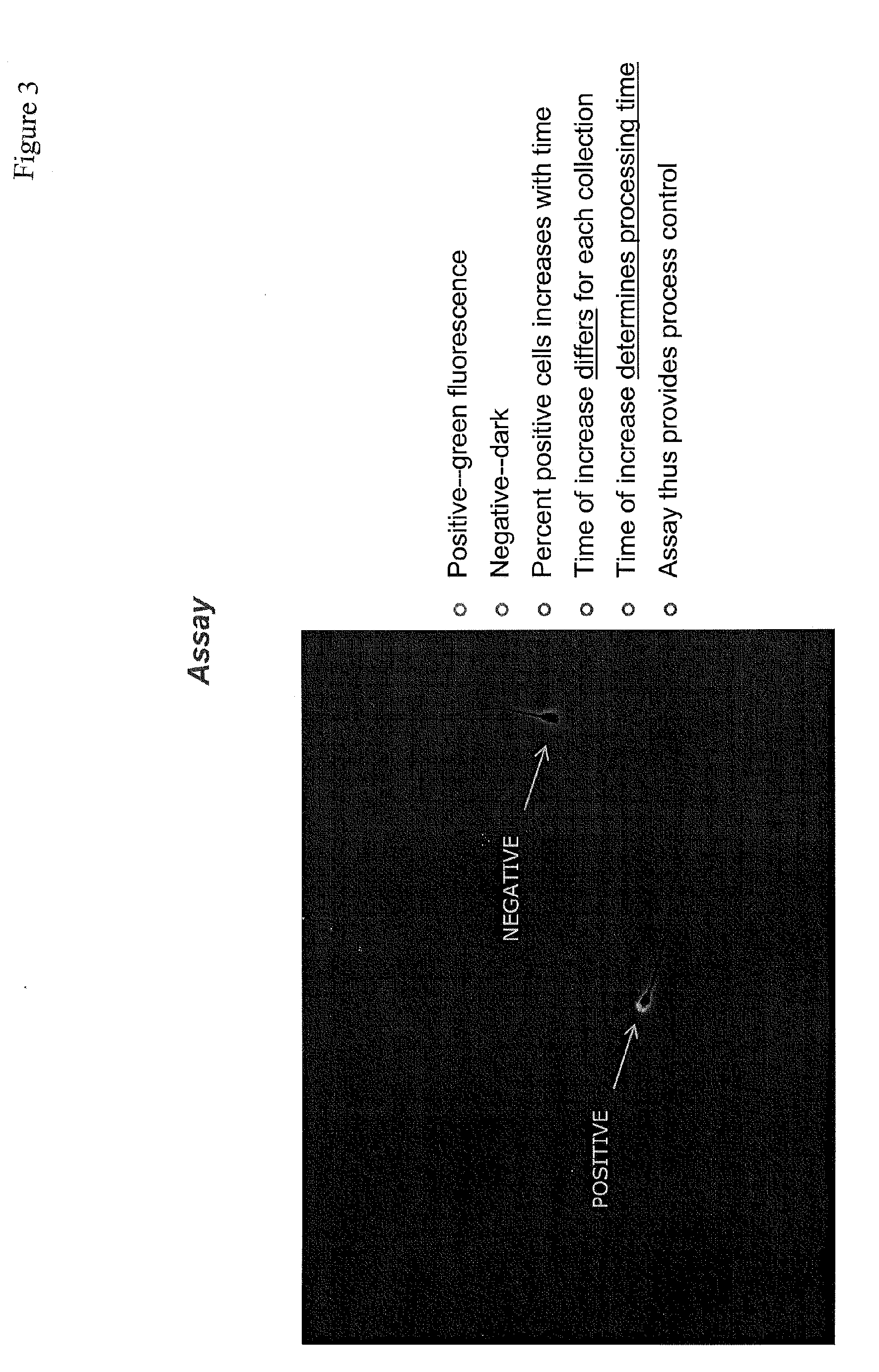 Methods for Improving Fertility and Selectivity For Desired Offspring Sex in Artificial Insemination