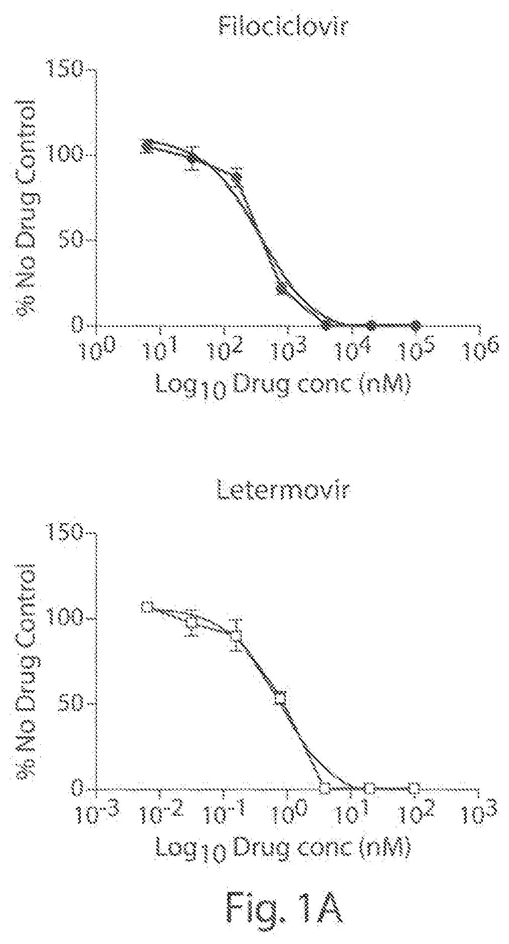 Combination drug treatment for human cytomegalovirus