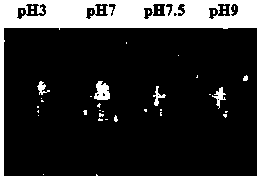 High-internal-phase emulsion of soybean protein isolate-pectin compound stabilized quercetin and preparation method of high-internal-phase emulsion