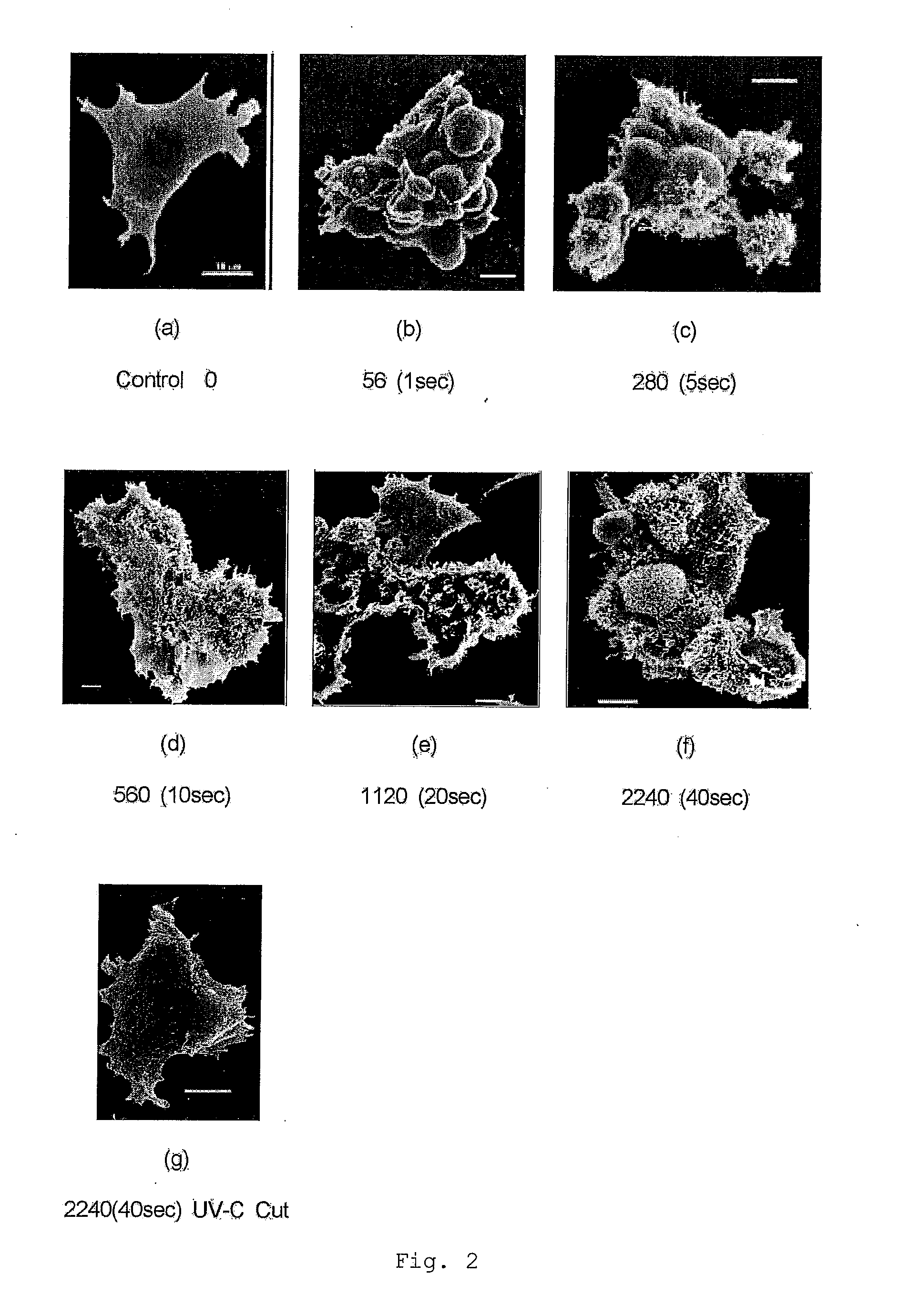 Method for Selectively Damaging and Killing Tumor Cells and Apparatus Therefor