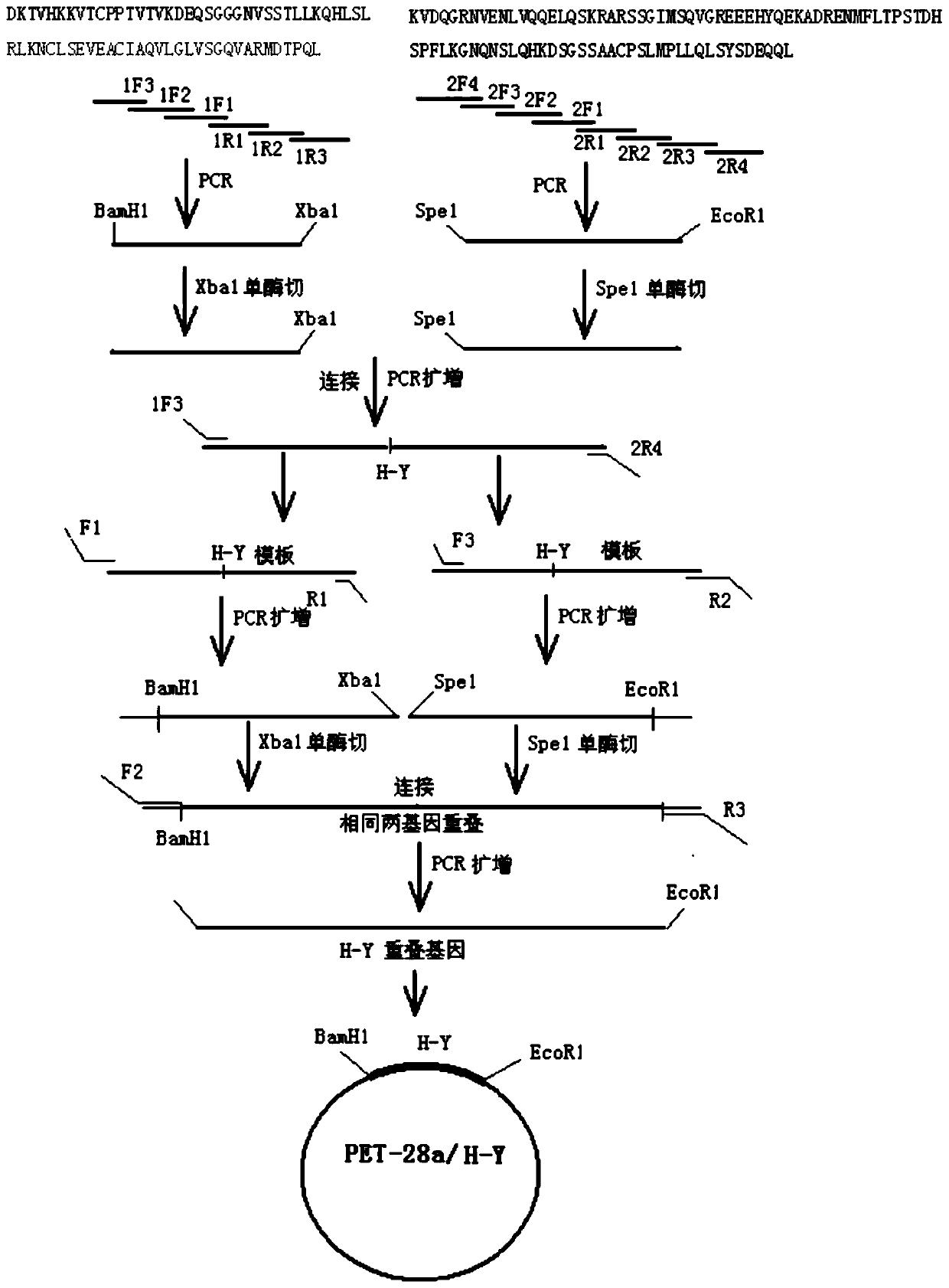 A kind of smcy sex-specific fusion antigen and its antibody and application