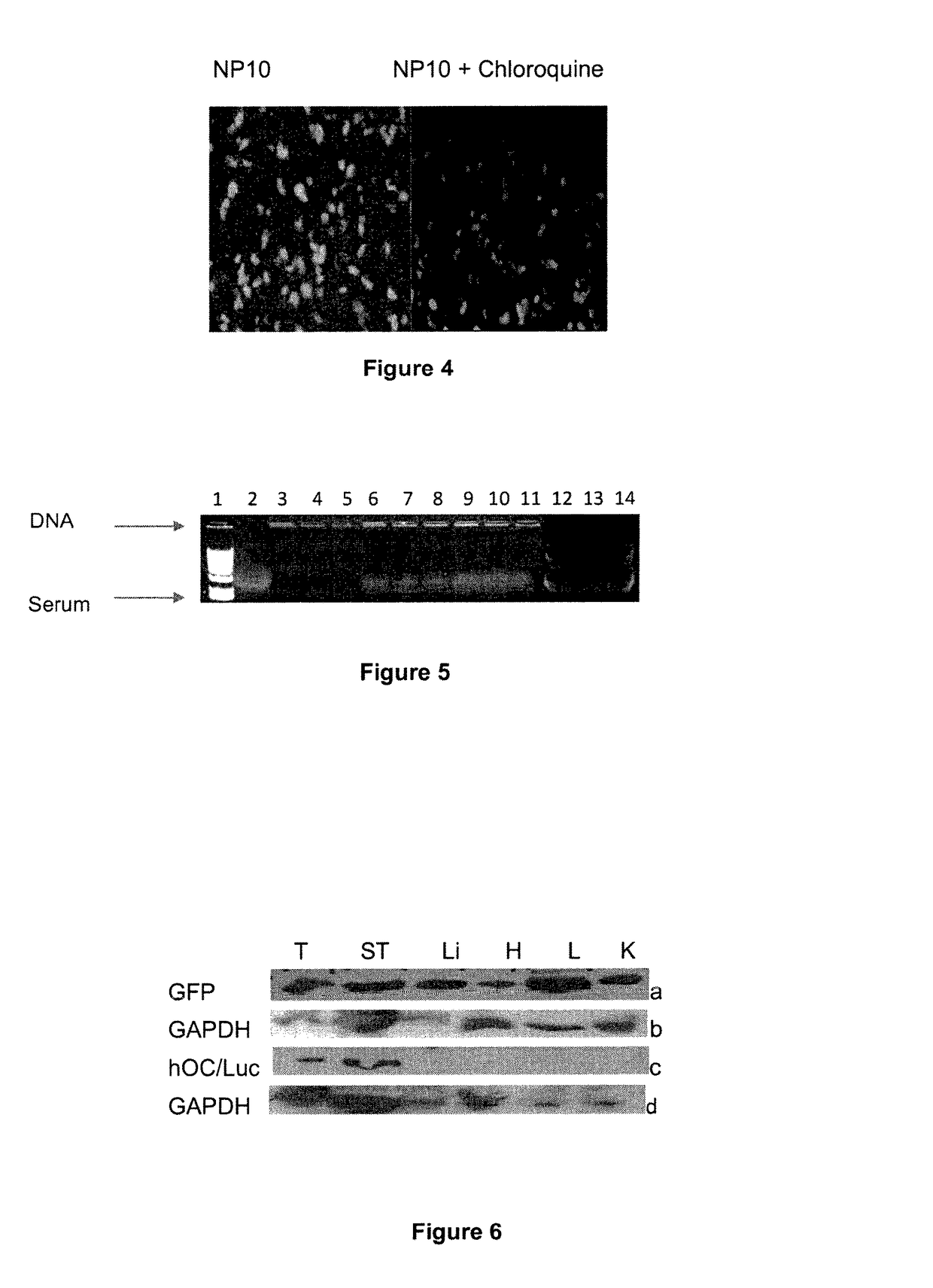 Amphipathic peptide