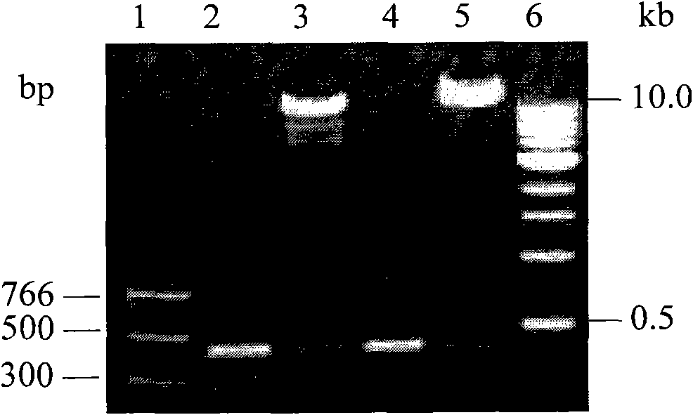 Anti-anthrax lethal factor chimeric monoclonal antibody, and preparation method and application thereof