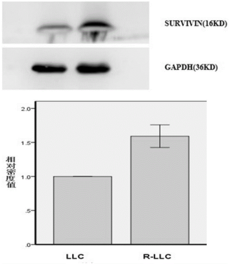 Radioresistant lung cancer whole-cell vaccine, and preparation method and application thereof