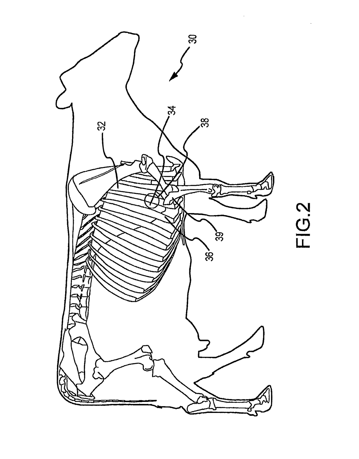 System and method for determining antibiotic effectiveness in respiratory diseased animals using auscultation analysis