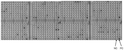 Anti-mHIN2 protein antibody, application thereof, and kit containing antibody