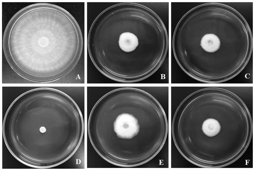 Bactericide containing kasugamycin fermentation bacterial residues and metalaxyl-M