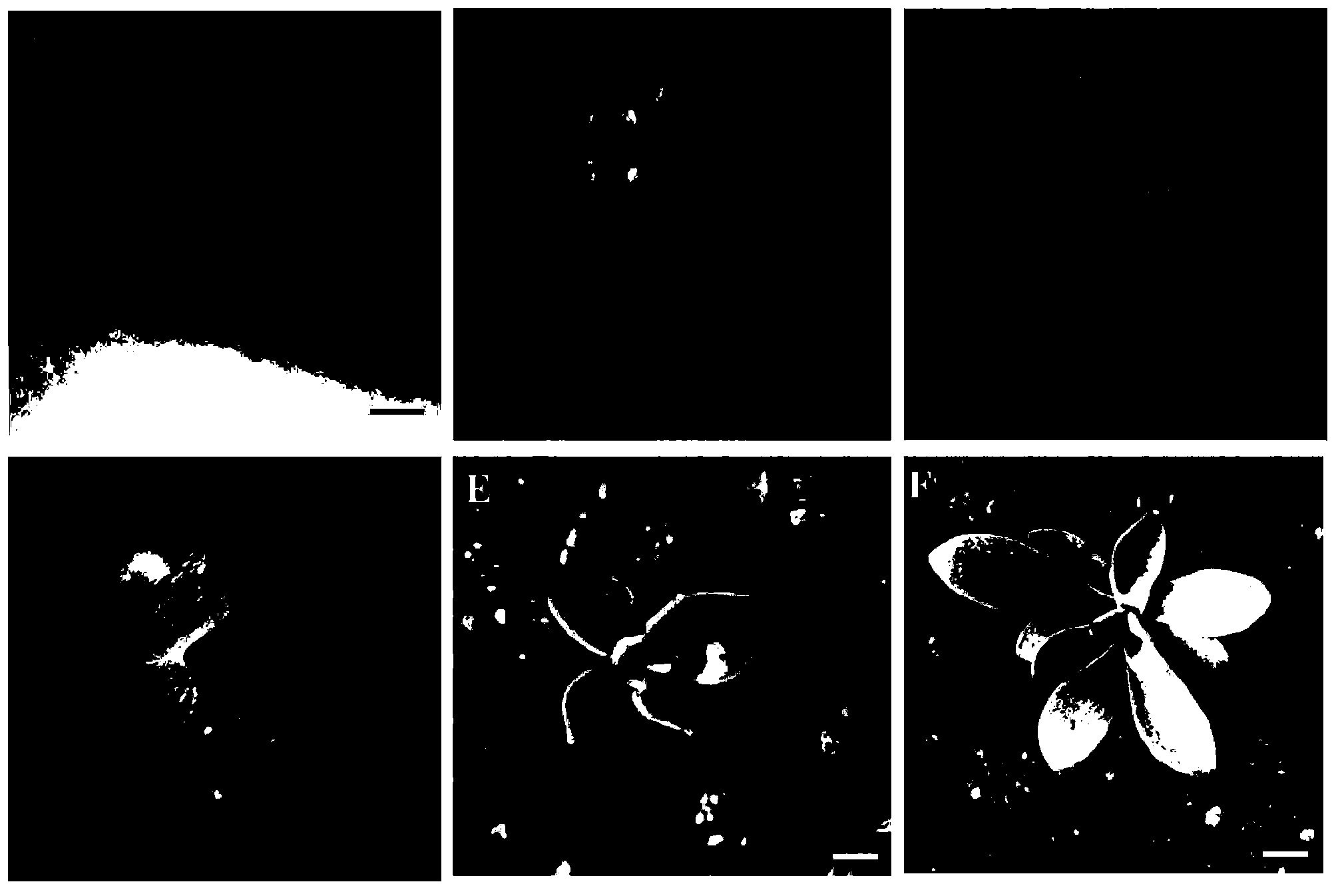 Method for rapid in-vitro propagation of Crassulaceae plant