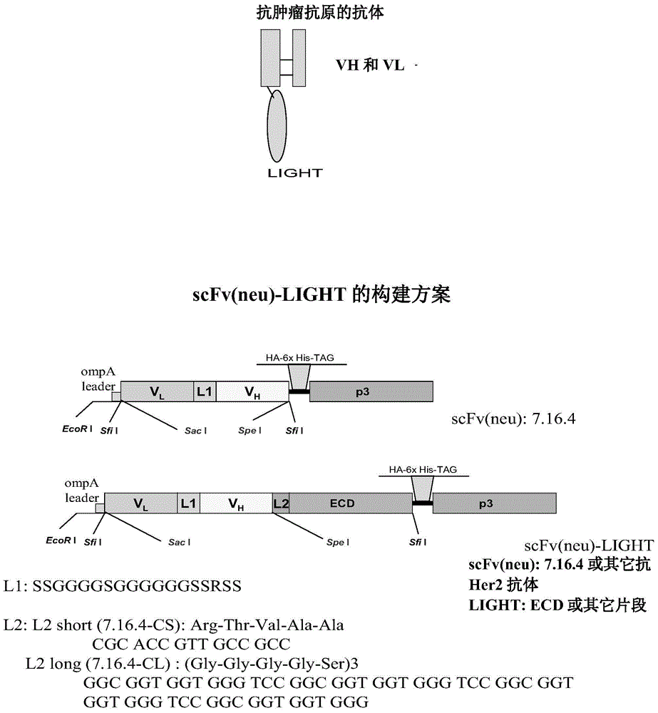 LIGHT-antitumor antigen antibody for preventing and treating primary and metastatic cancers