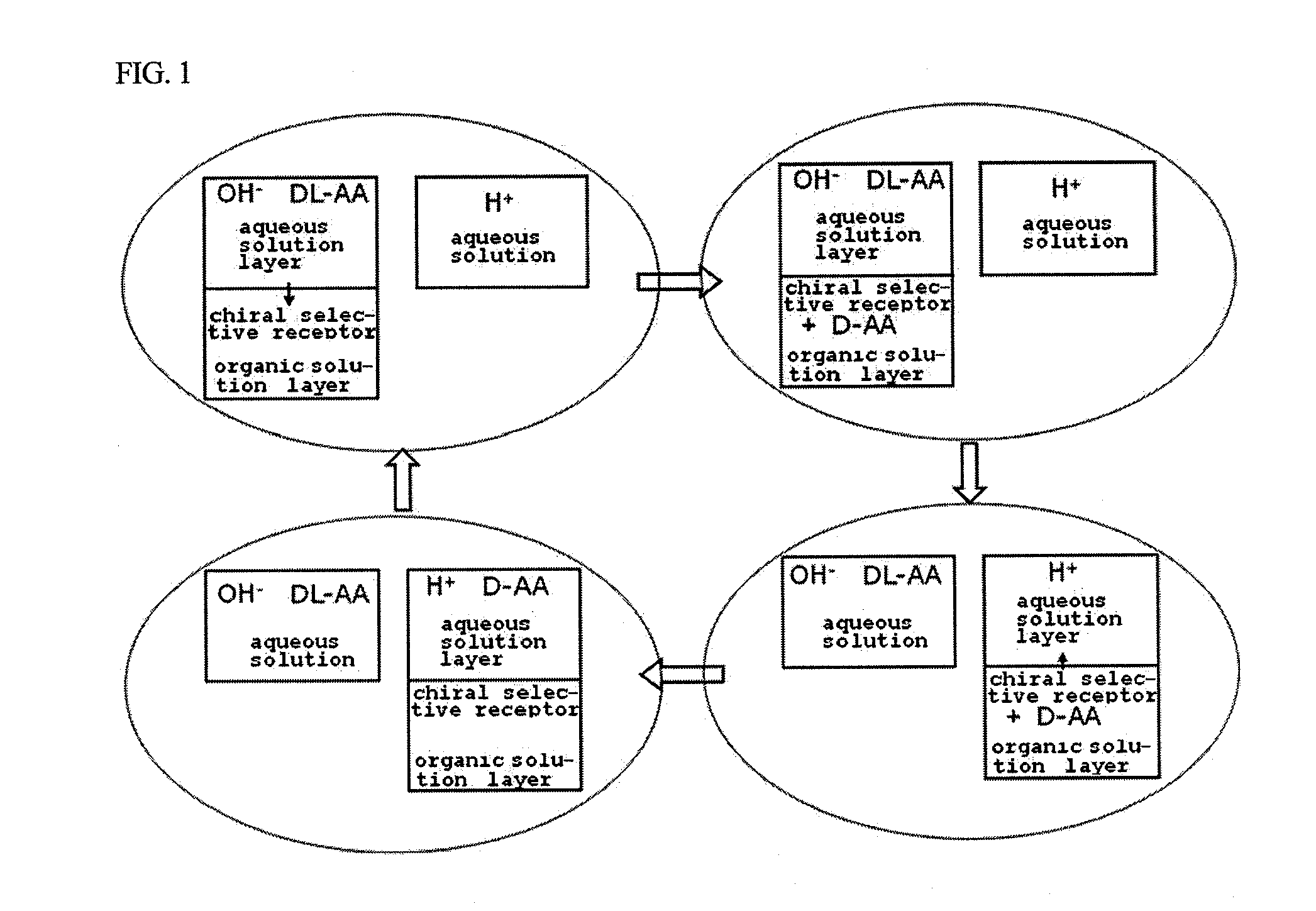 Method for obtaining optically pure amino acids