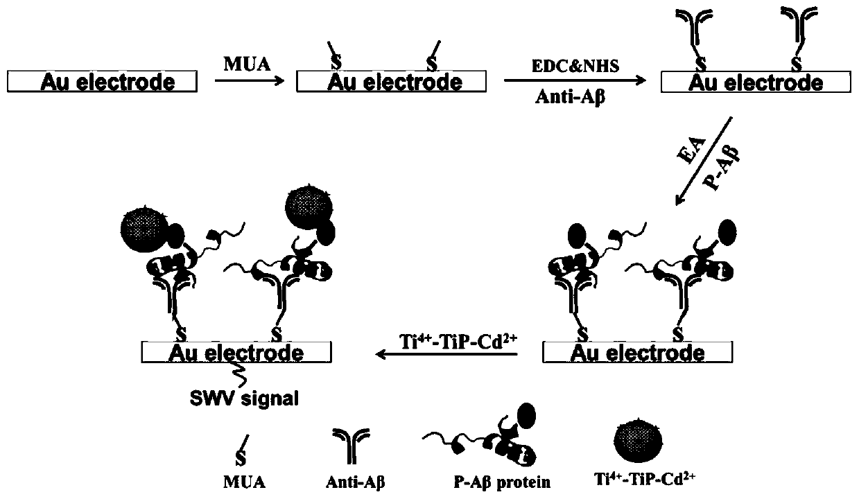 A biosensor for electrochemical detection of phosphorylated β-amyloid protein and its construction method