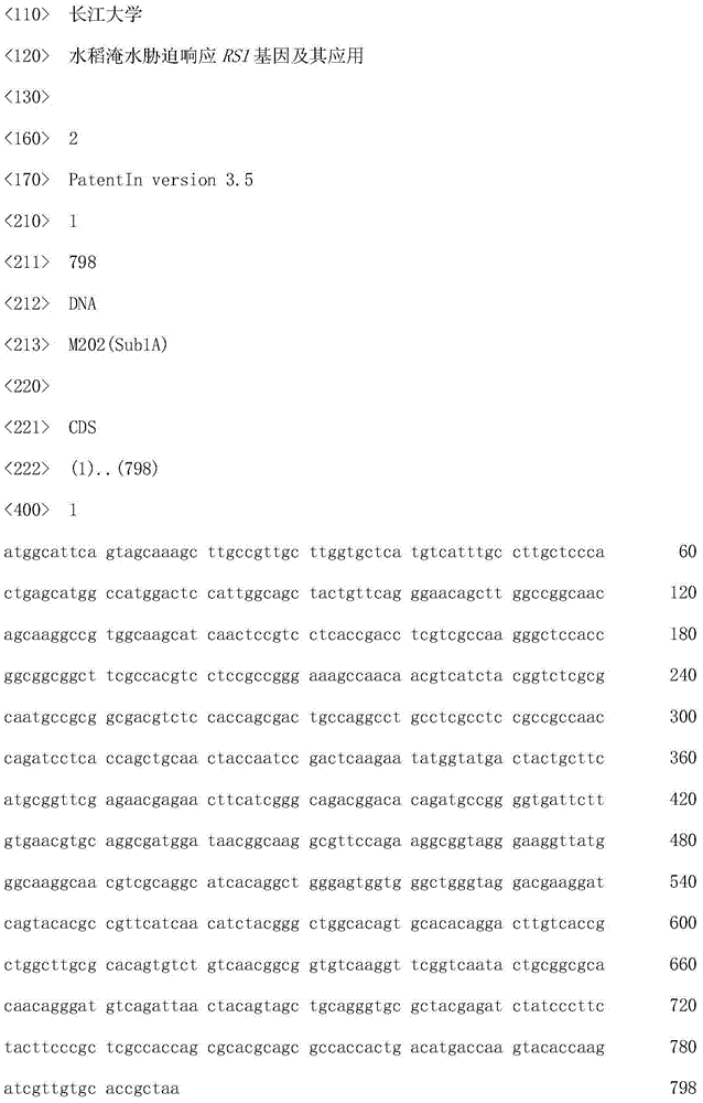 Rice waterlogging stress response RS1 gene and application thereof