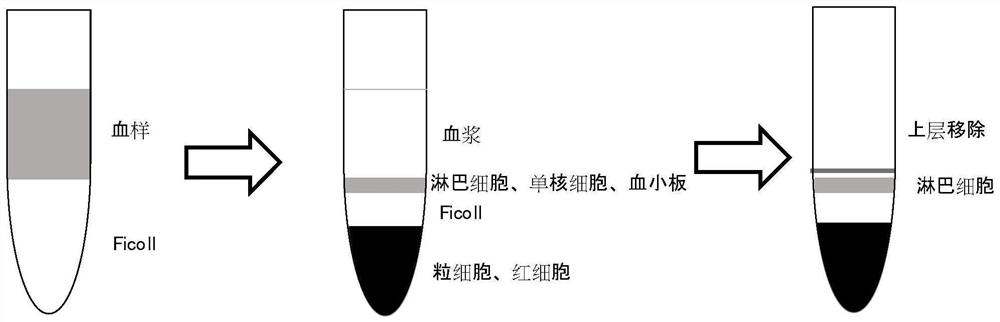 Application of diosmetin and method for establishing animal model of diosmetin