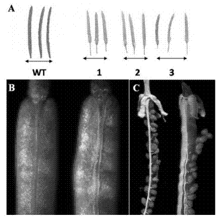 Soybean GmMADS2 gene and application thereof