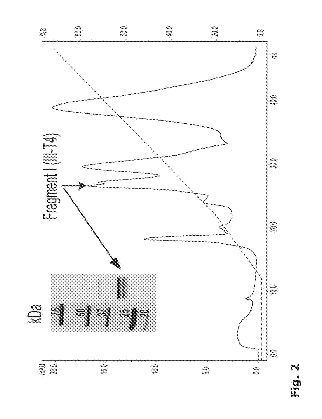 Preparation comprising factor viii and von willebrand factor peptides