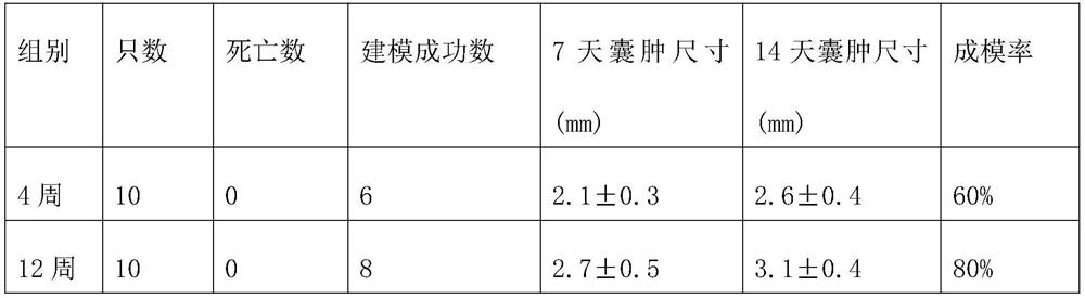 Method for establishing spinal dura mater semipermeable membrane type sacral canal cyst model