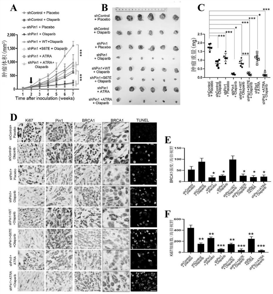 Sensitizer drug, pharmaceutical composition and application