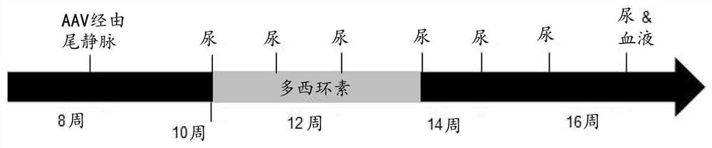 Aav gene therapy for treating nephrotic syndrome