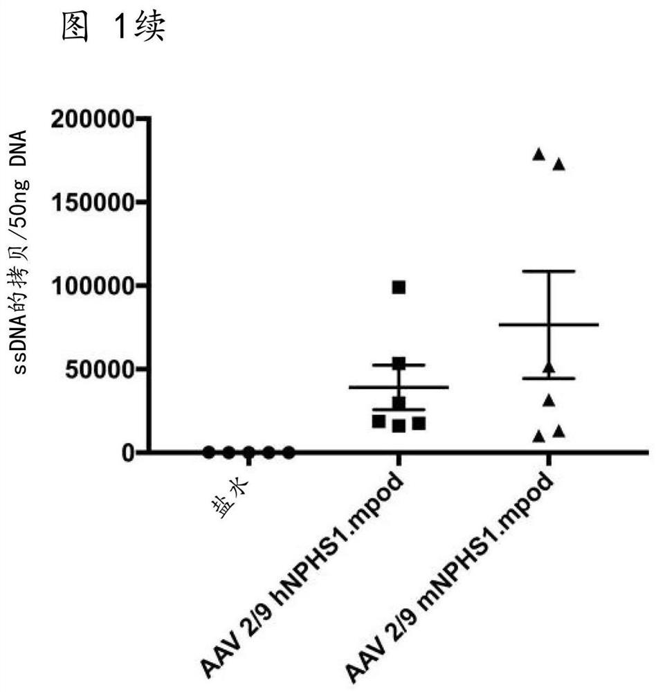 Aav gene therapy for treating nephrotic syndrome