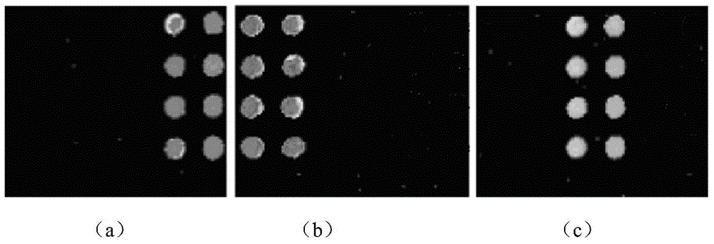 Lily virus gene chip and preparation method thereof as well as method for detecting lily viruses using lily virus gene chip