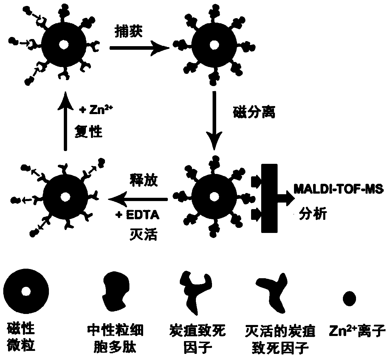 Magnetic nanoparticle immobilized with anthrax lethal factor on surface as well as preparation method and application of magnetic nanoparticle