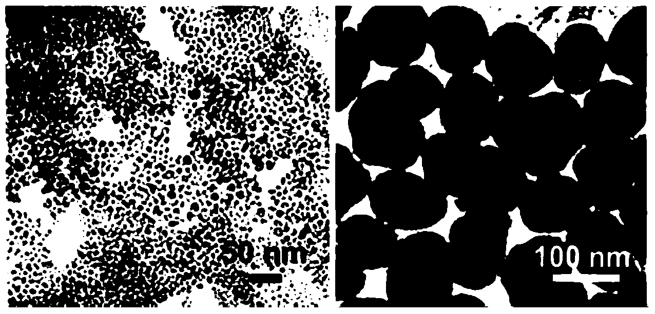 Magnetic nanoparticle immobilized with anthrax lethal factor on surface as well as preparation method and application of magnetic nanoparticle