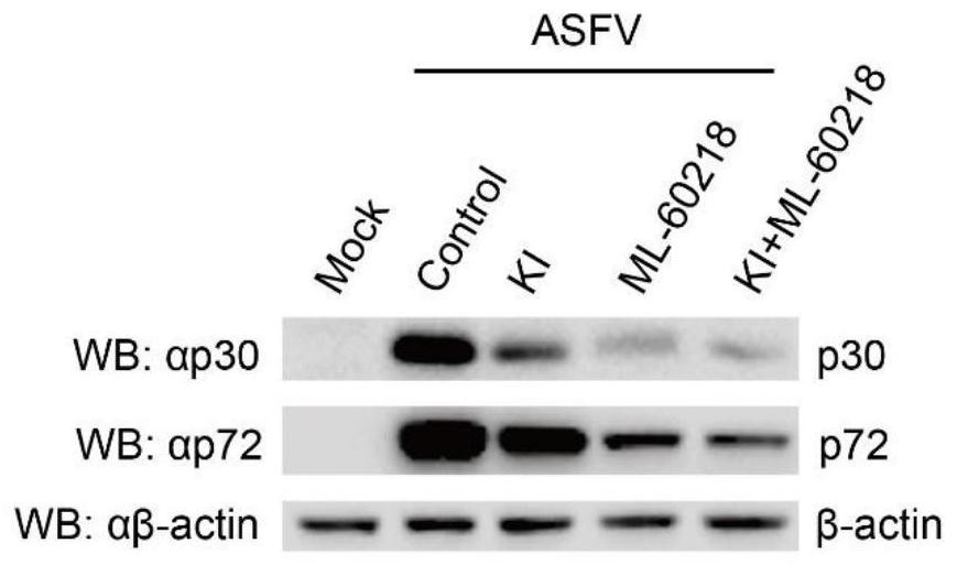 New application of potassium iodide or a composition containing potassium iodide in the preparation of medicines for treating African swine fever