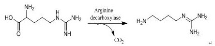 A method for converting arginine into agmatine by catalyzing whole cells of bacteria