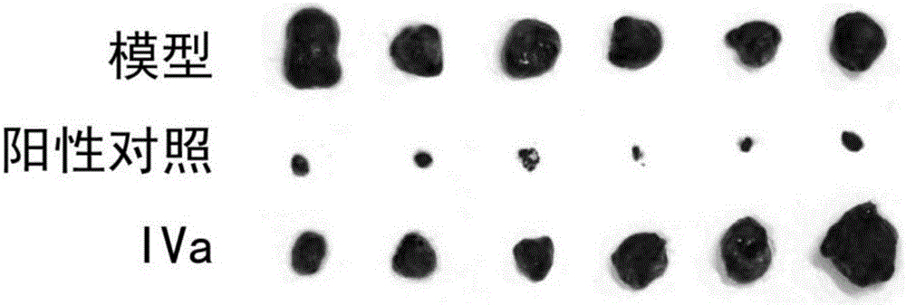 Application of chikusetsusaponin IVa to preparation of antitumor drugs