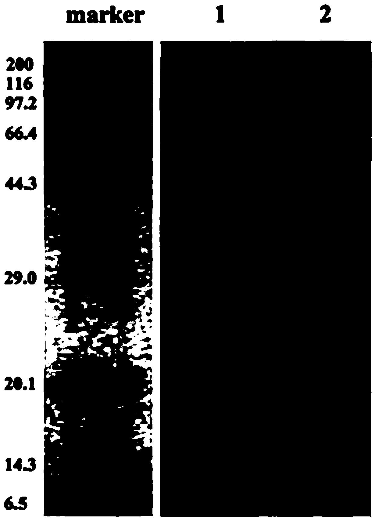 Preparation method of non-enzymatic hypoallergenic casein for inhibiting antigen immune presentation