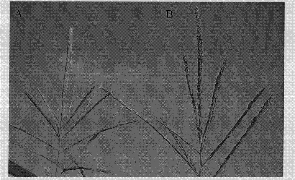 High-efficiency seed labeling method for propagation of plant male sterile line