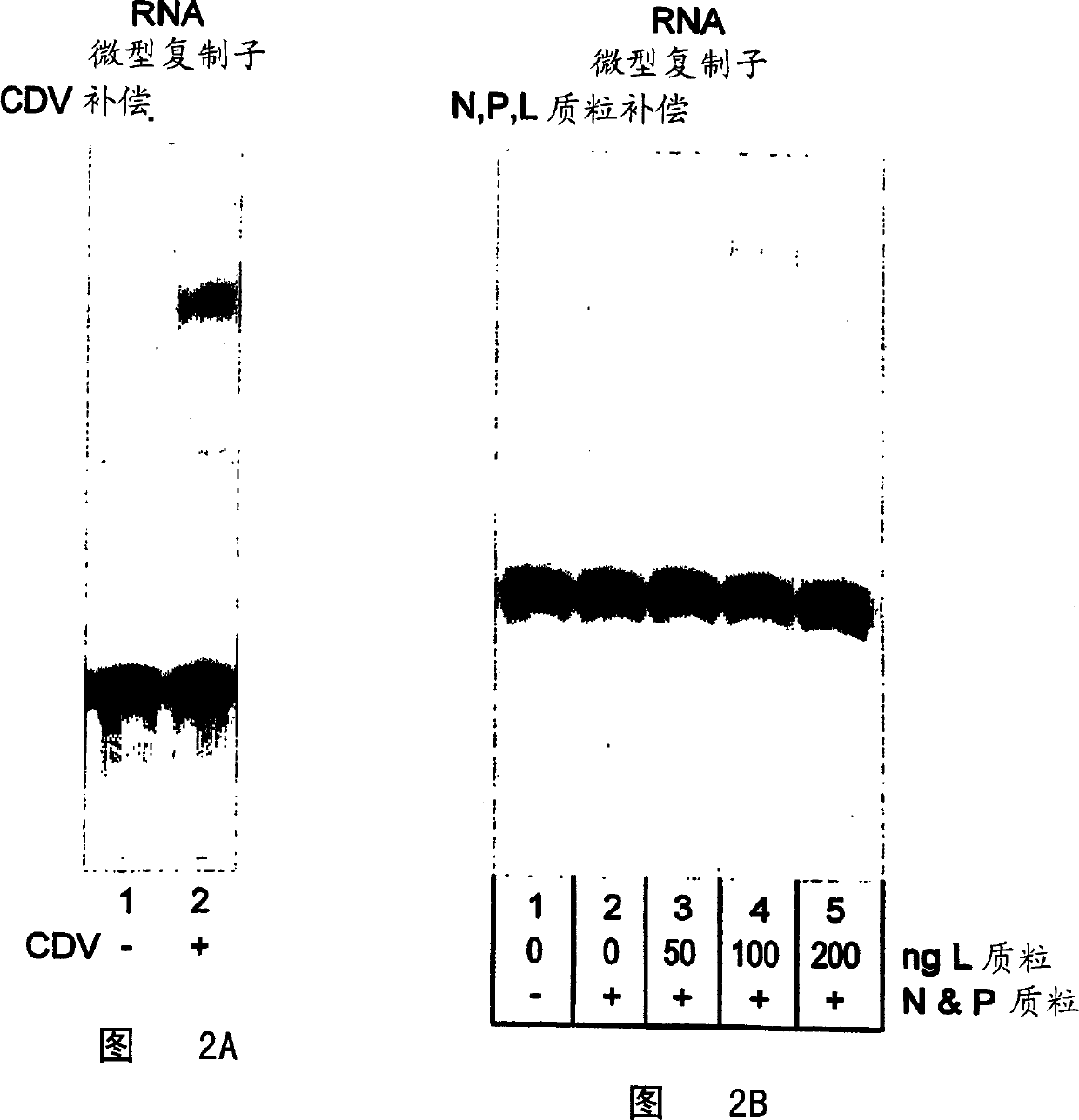 Rescue of canine distemper virus from CDNA