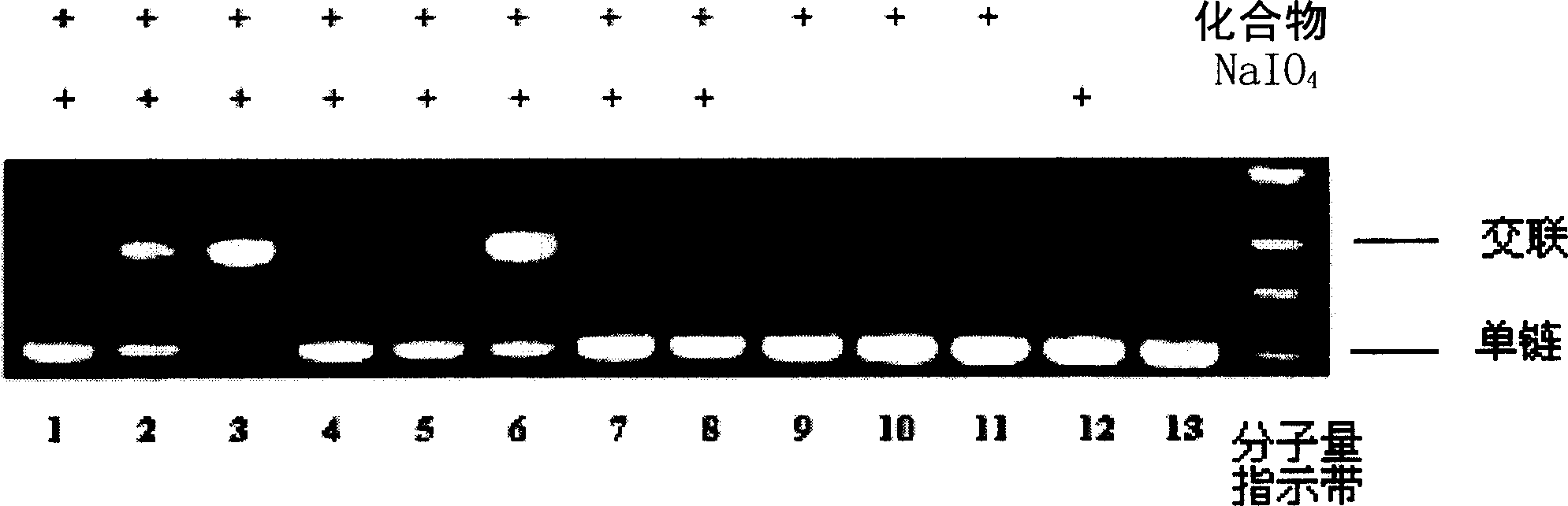 Compound for generating nucleic acid cross-linking action by induction and its preparing method and use