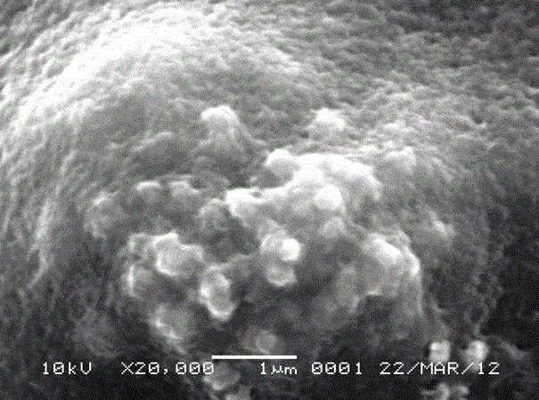 Chitosan/shell powder composite microsphere load palladium catalyst, preparation method and application thereof