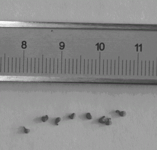 Chitosan/shell powder composite microsphere load palladium catalyst, preparation method and application thereof